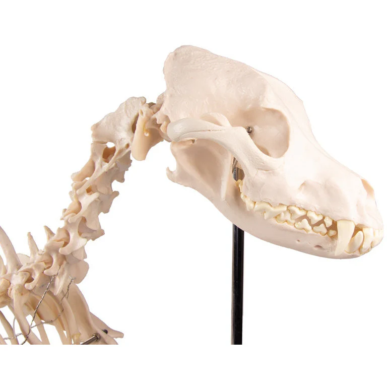 Dog Skeleton life size - Image 3