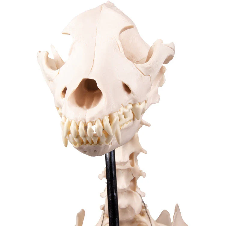 Dog Skeleton life size - Image 4