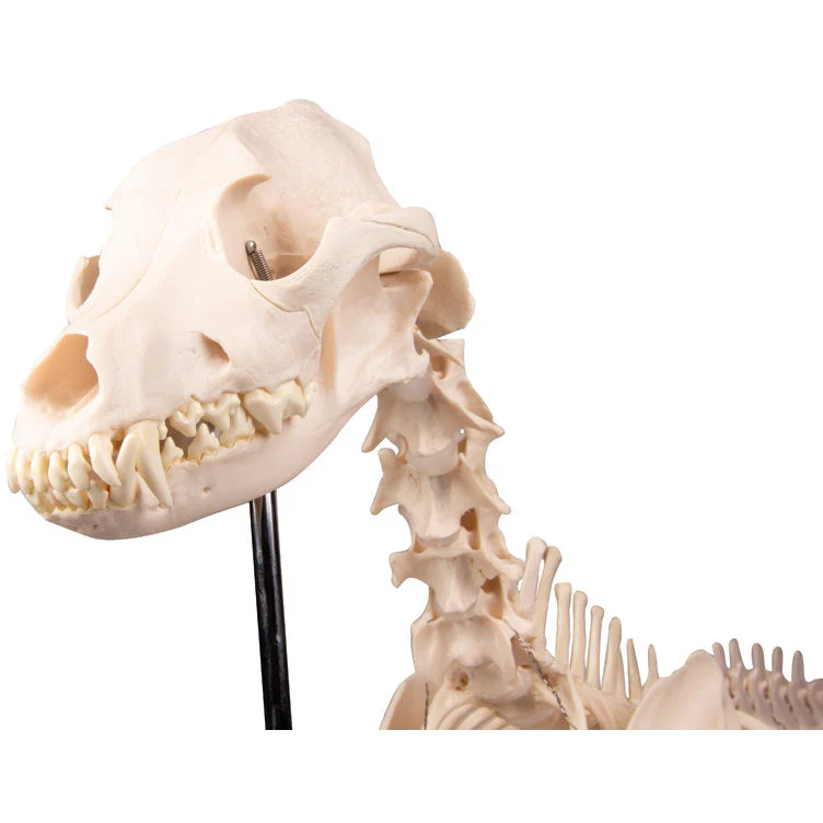 Dog Skeleton life size - Image 5