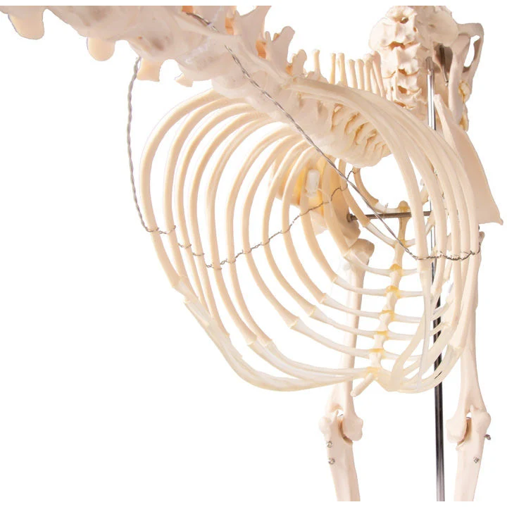Dog Skeleton life size - Image 6
