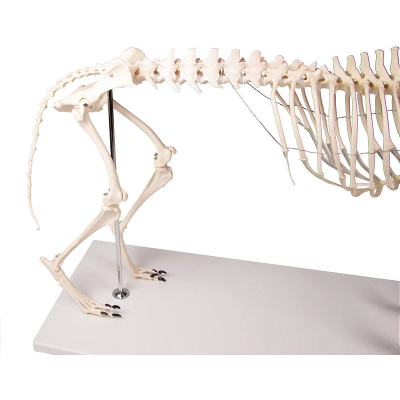 Dog Skeleton life size - Image 7