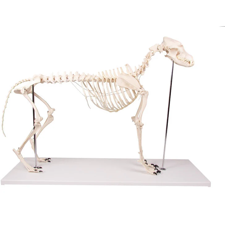 Dog Skeleton life size - Image 8