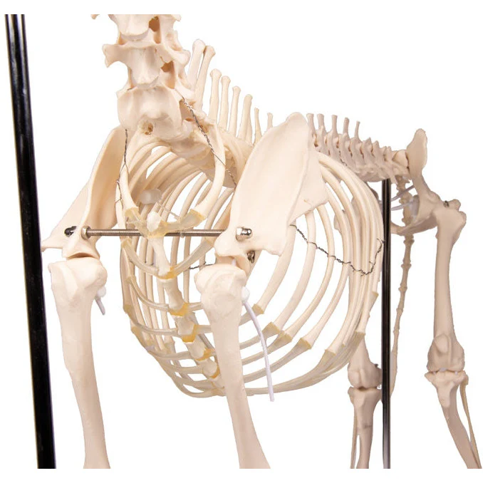Dog Skeleton life size - Image 9