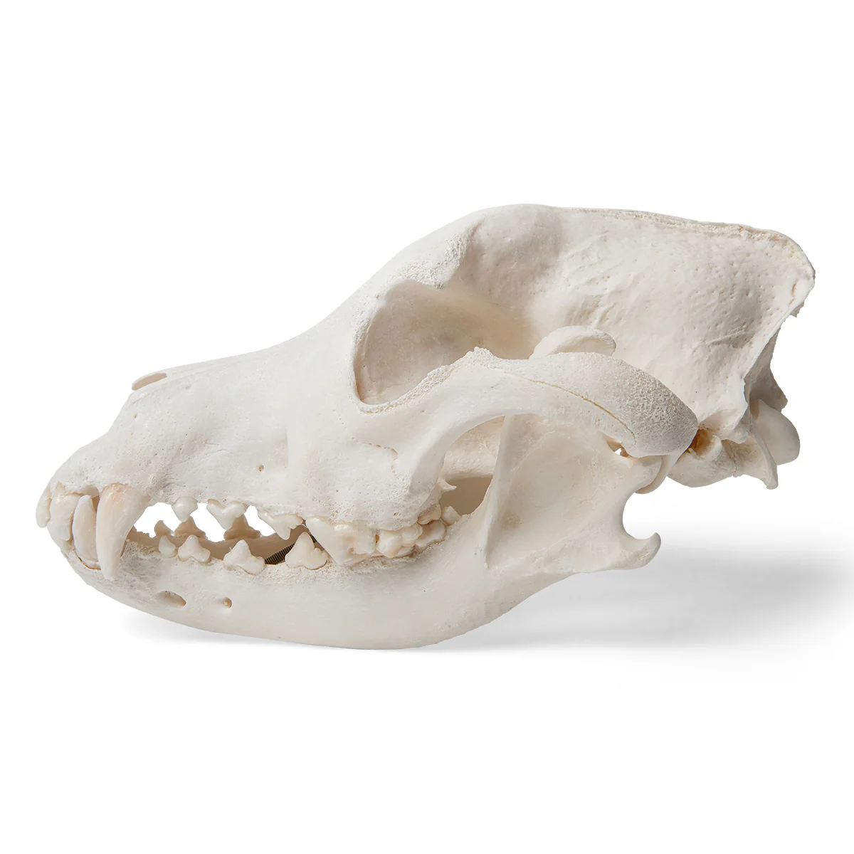 Dog Skull (Canis lupus familiaris), Size L, Specimen - Image 2