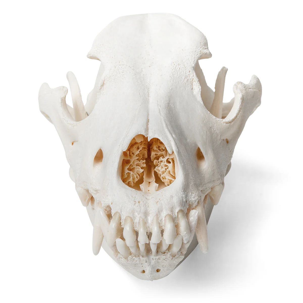 Dog Skull (Canis lupus familiaris), Size L, Specimen - Image 3