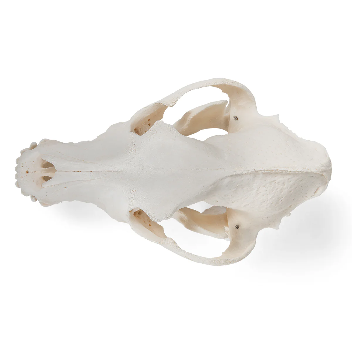 Dog Skull (Canis lupus familiaris), Size L, Specimen - Image 4