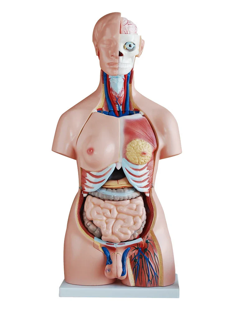 Dual Sex Torso Model (40 Part)