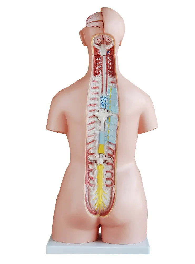 Dual Sex Torso Model (40 Part) - Image 3