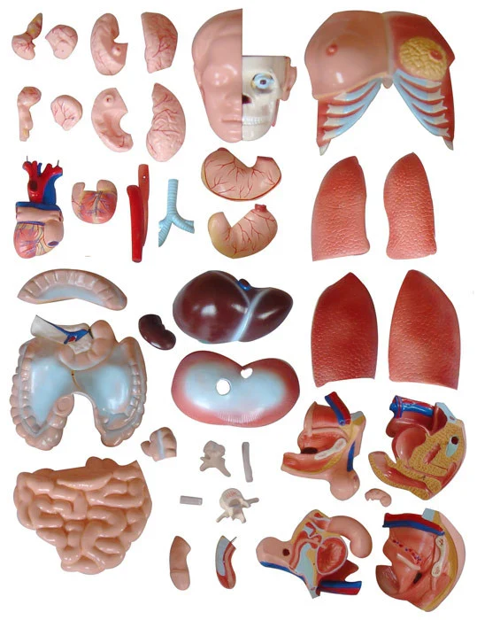 Dual Sex Torso Model (40 Part) - Image 4
