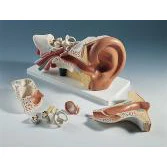 Ear Model - Advanced Version, 6 - Part - Image 2