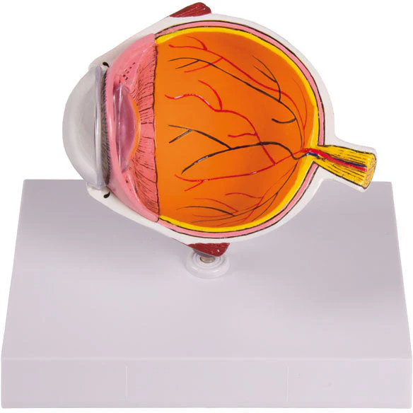 Eye Half - Enlarged