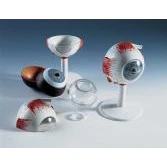Eye Model In 6 Parts - Image 2