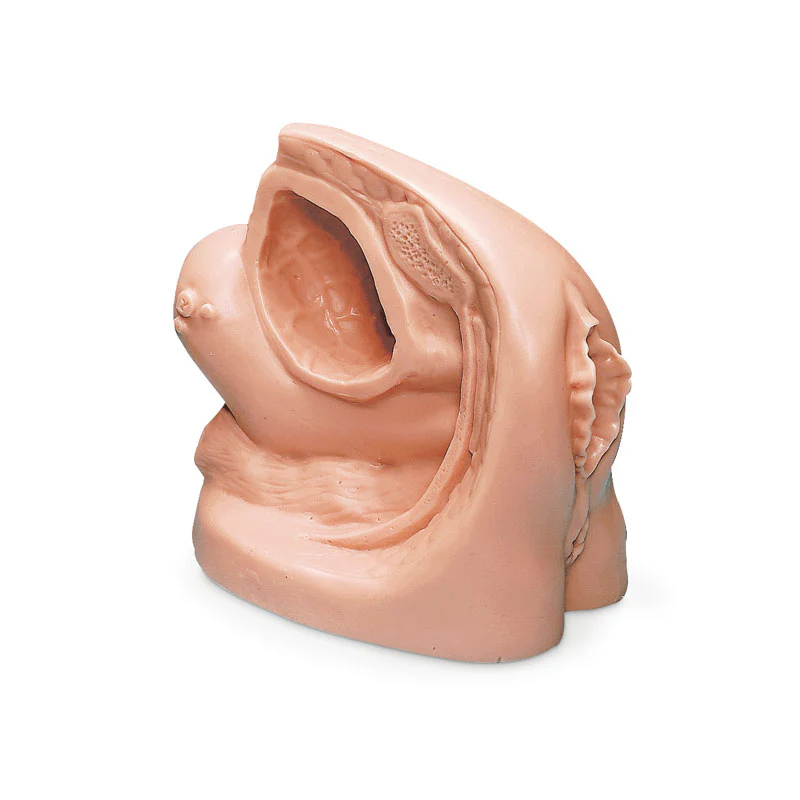 Female Catheterisation Model