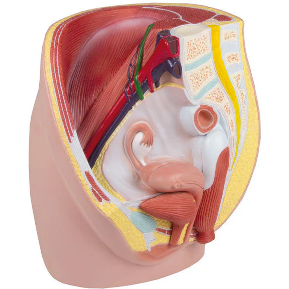 Female Pelvis - Life-Size - 3-Part