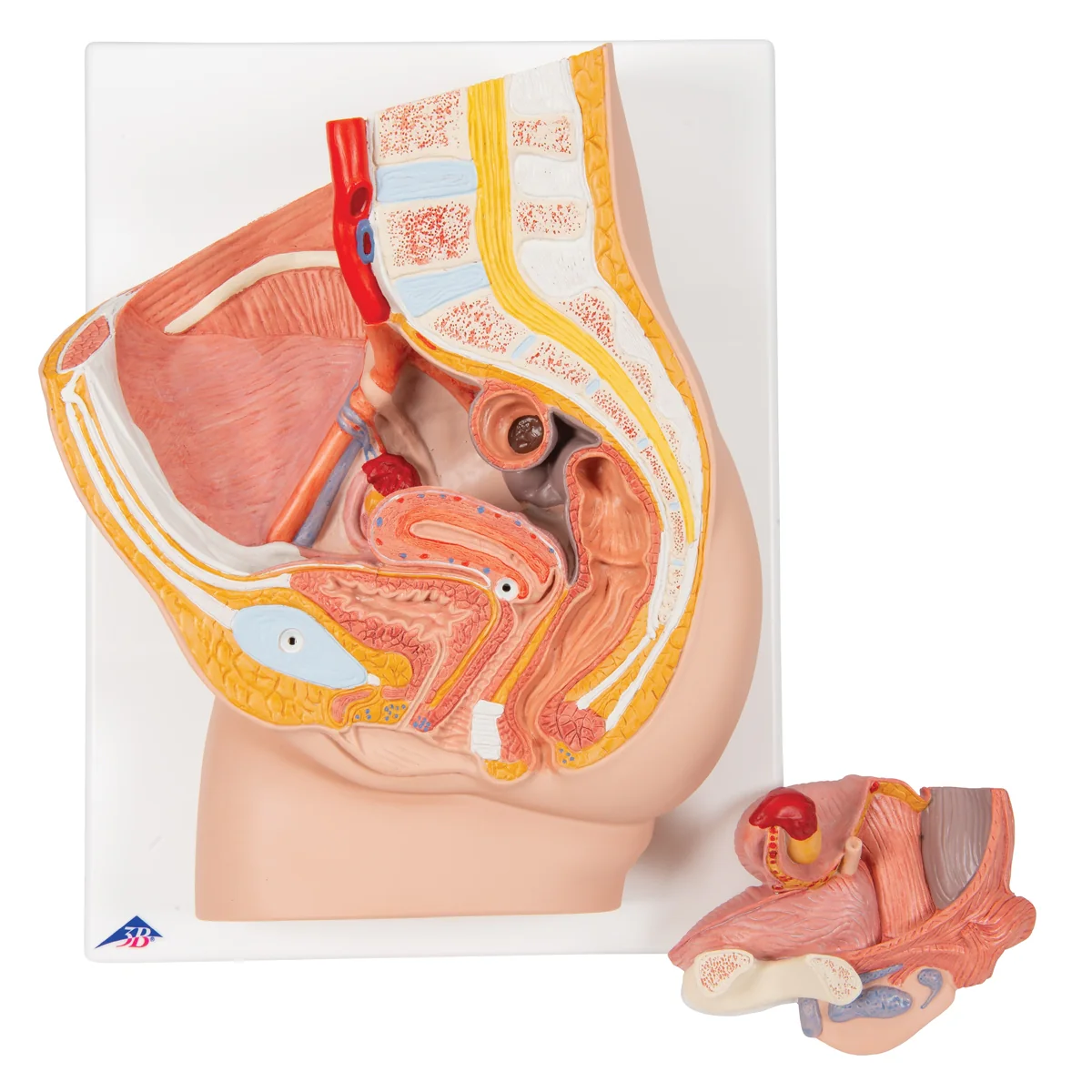 Female Pelvis Model in Median Section, 2 part - Image 2