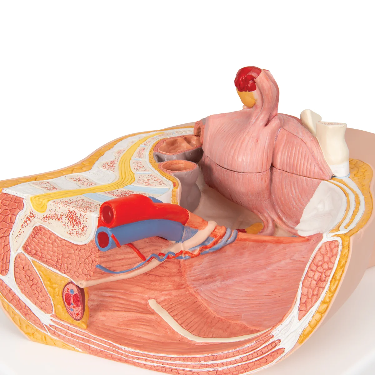 Female Pelvis Model in Median Section, 2 part - Image 5