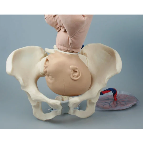 Female Pelvis with Foetus Doll - Image 2