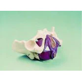 Female Pelvis with Musculature - Image 2