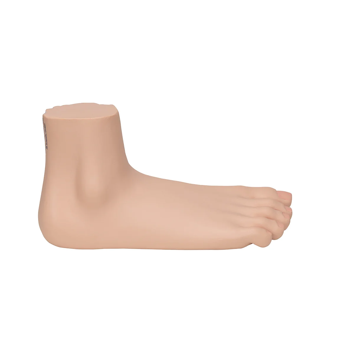 Flat Foot (Pes Planus) Model - Image 6