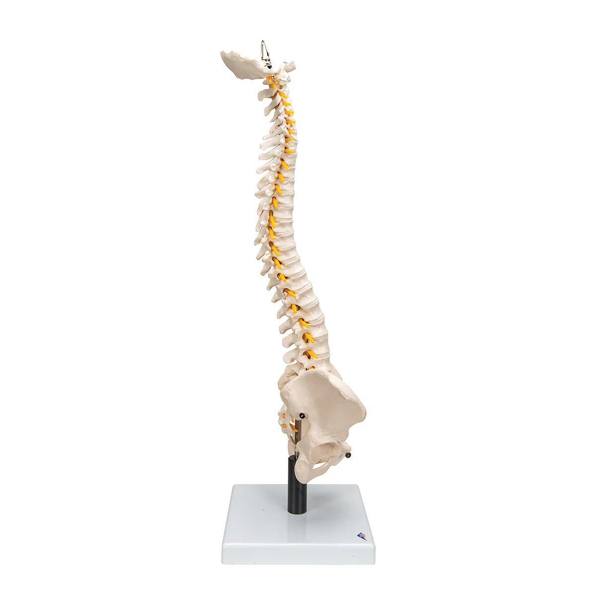 Flexible Human Spine Model with Soft Intervertebral Discs - Image 3