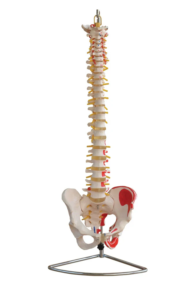 Flexible Spine Model with Pelvis and painted muscles
