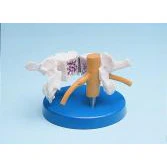Folding Osteoporosis Model - Image 2