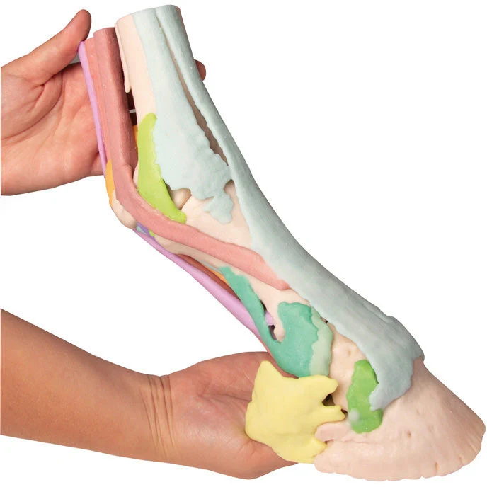 Foot of a Horse - Model 1