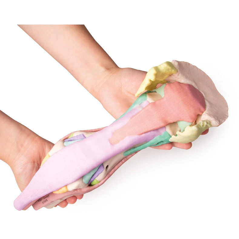 Foot of a Horse - Model 1 - Image 2