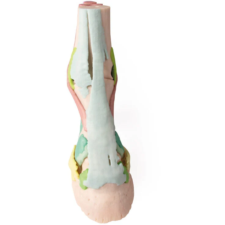 Foot of a Horse - Model 1 - Image 3