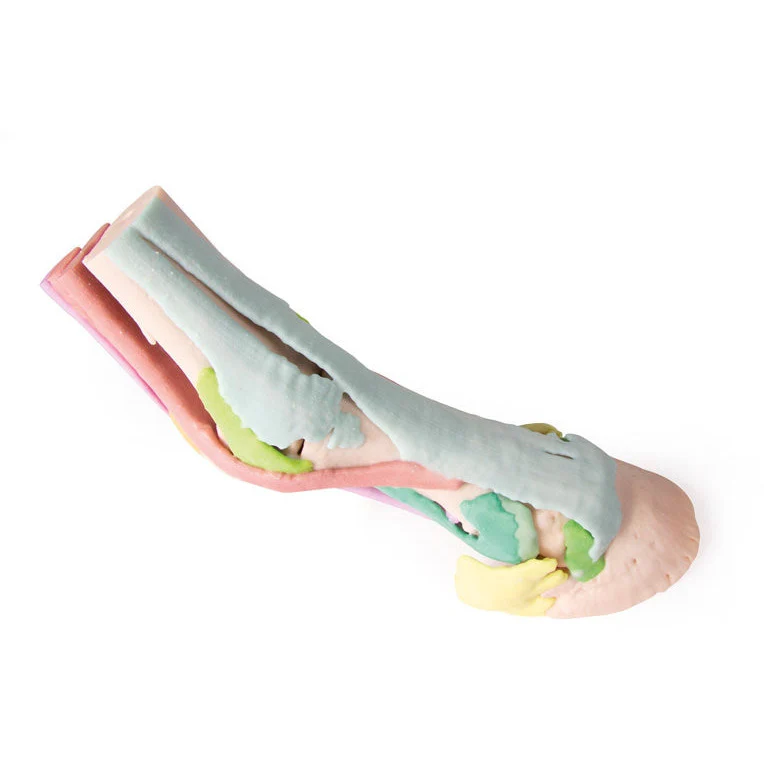 Foot of a Horse - Model 1 - Image 4