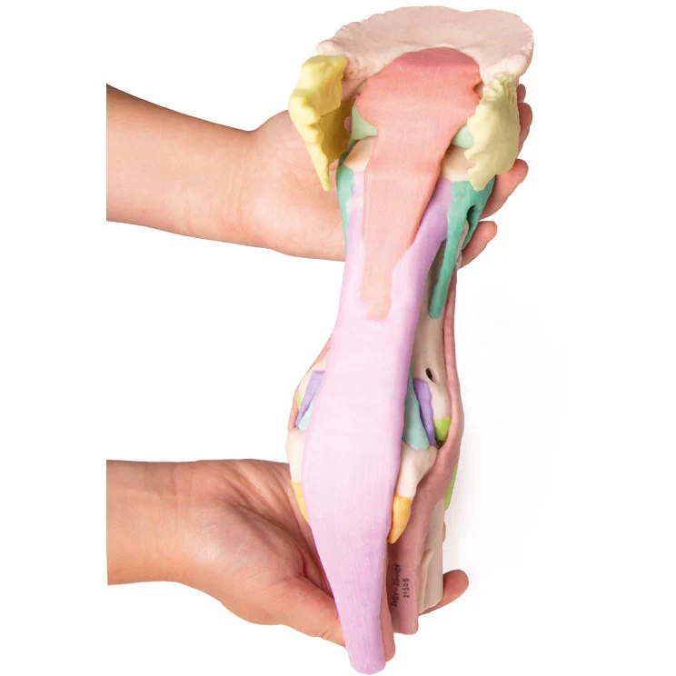Foot of a Horse - Model 1 - Image 5