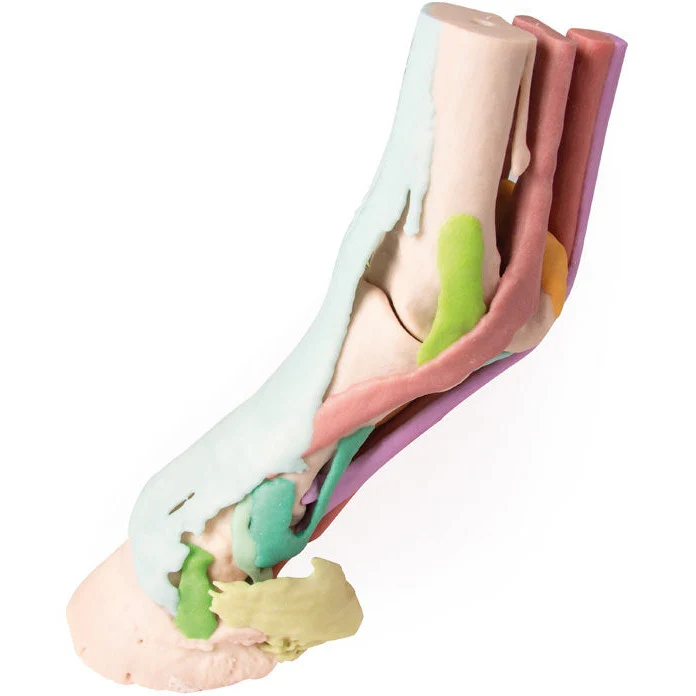 Foot of a Horse - Model 1 - Image 6