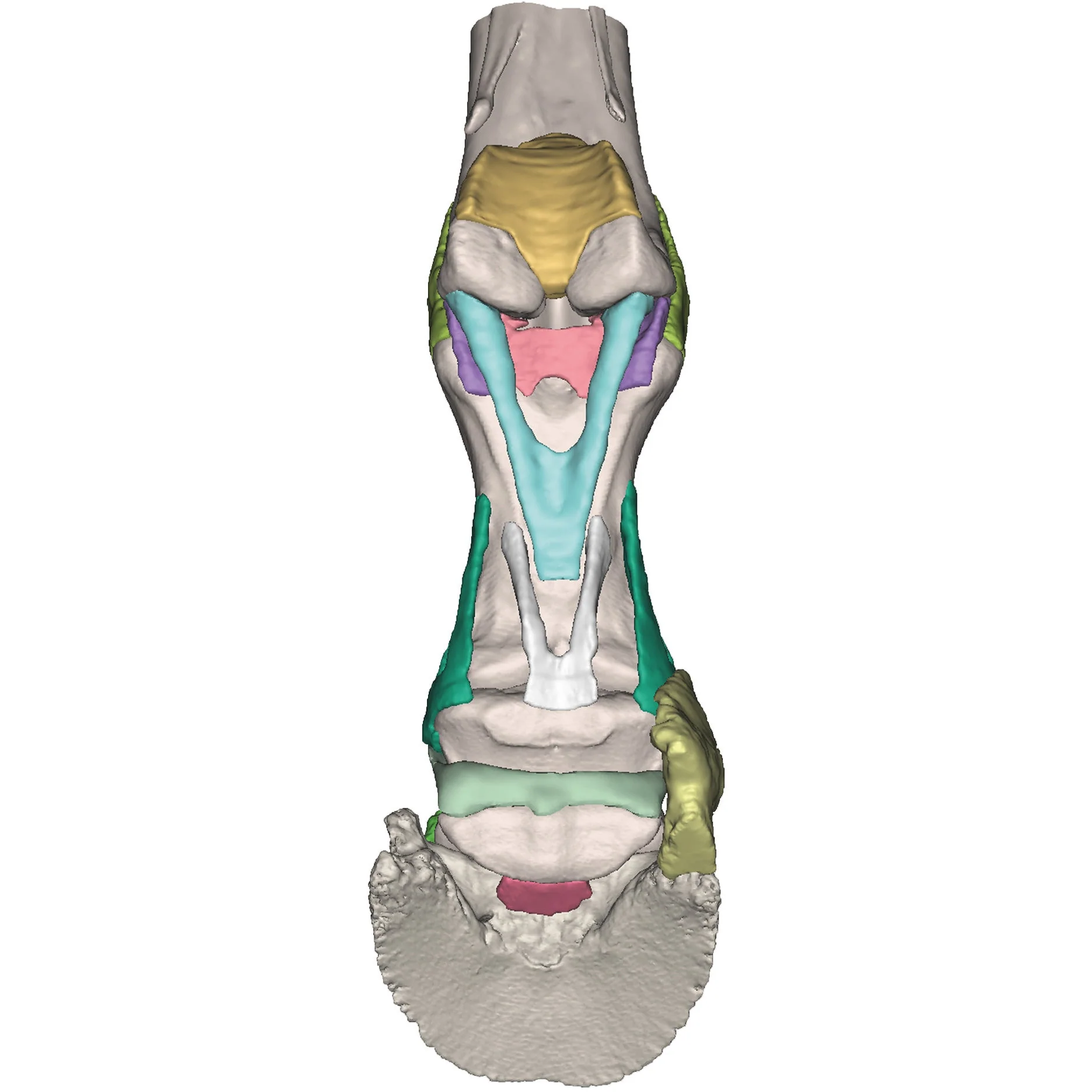 Foot of a Horse - Model 4 - Image 2