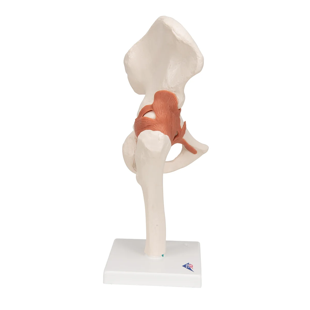 Functional Human Hip Joint Model - Image 2