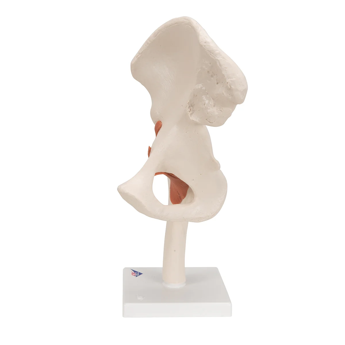 Functional Human Hip Joint Model - Image 3