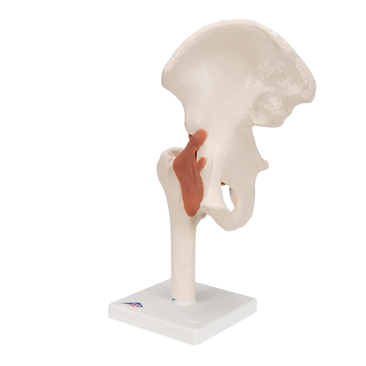 Functional Human Hip Joint Model - Image 4