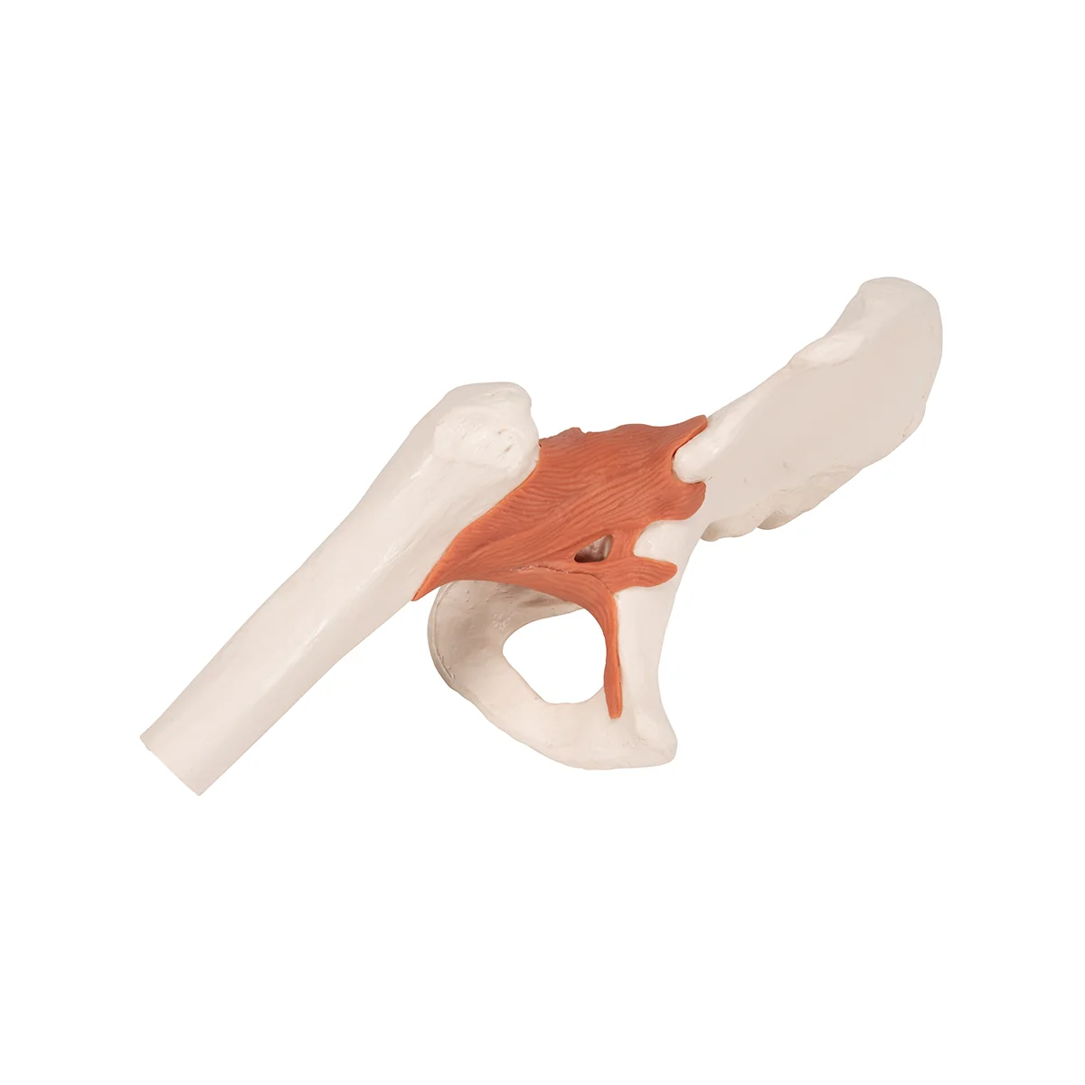 Functional Human Hip Joint Model - Image 5