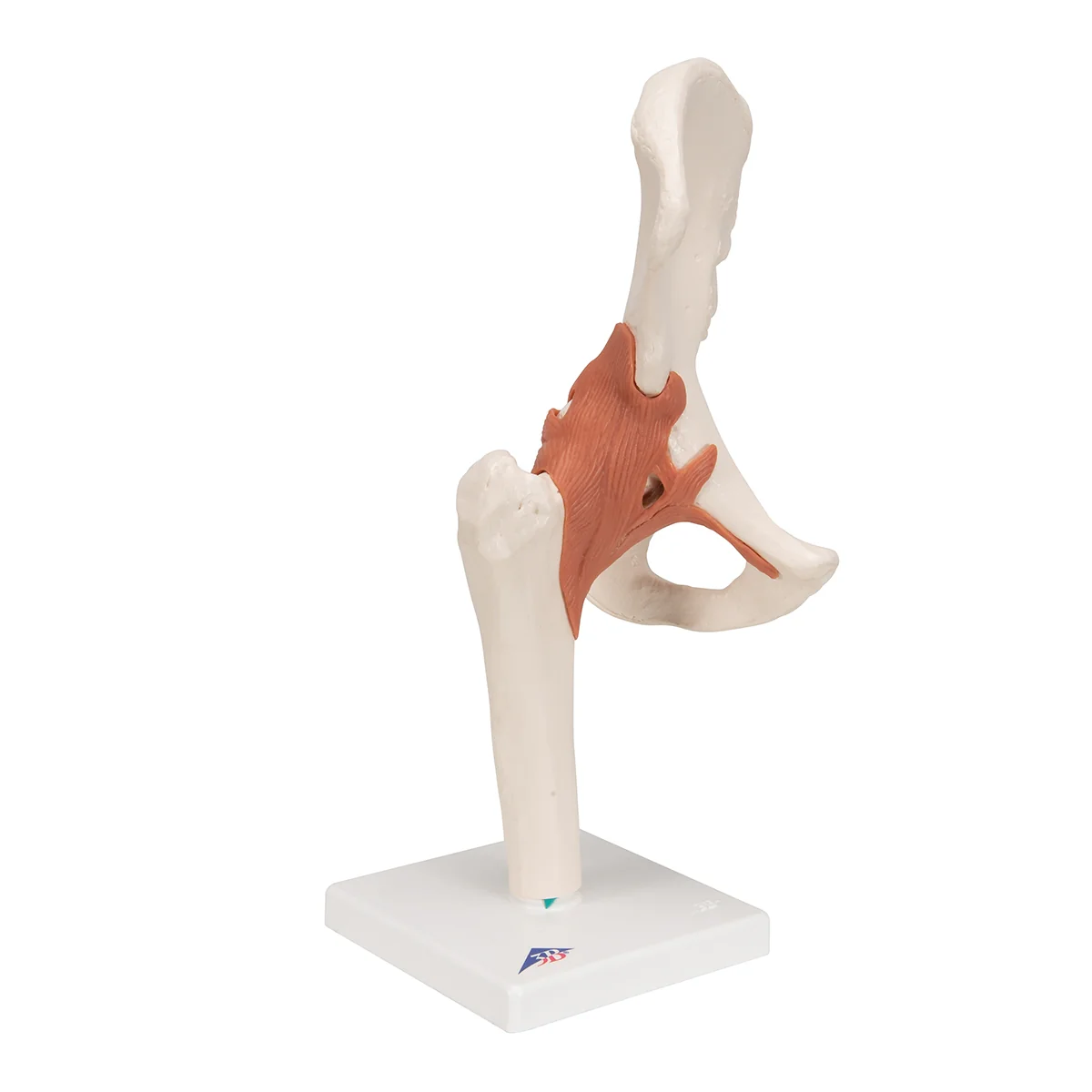 Functional Human Hip Joint Model - Image 6