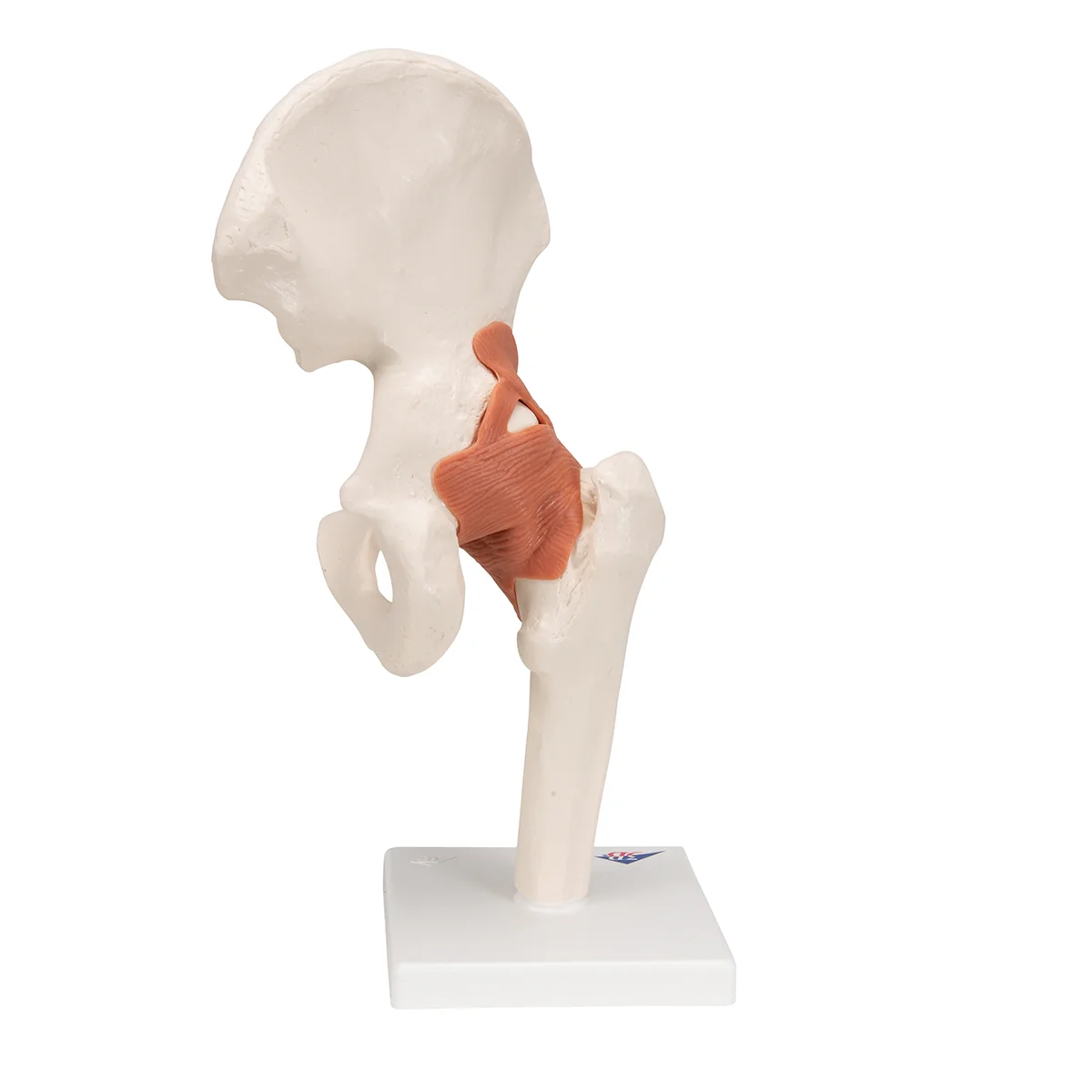 Functional Human Hip Joint Model - Image 7
