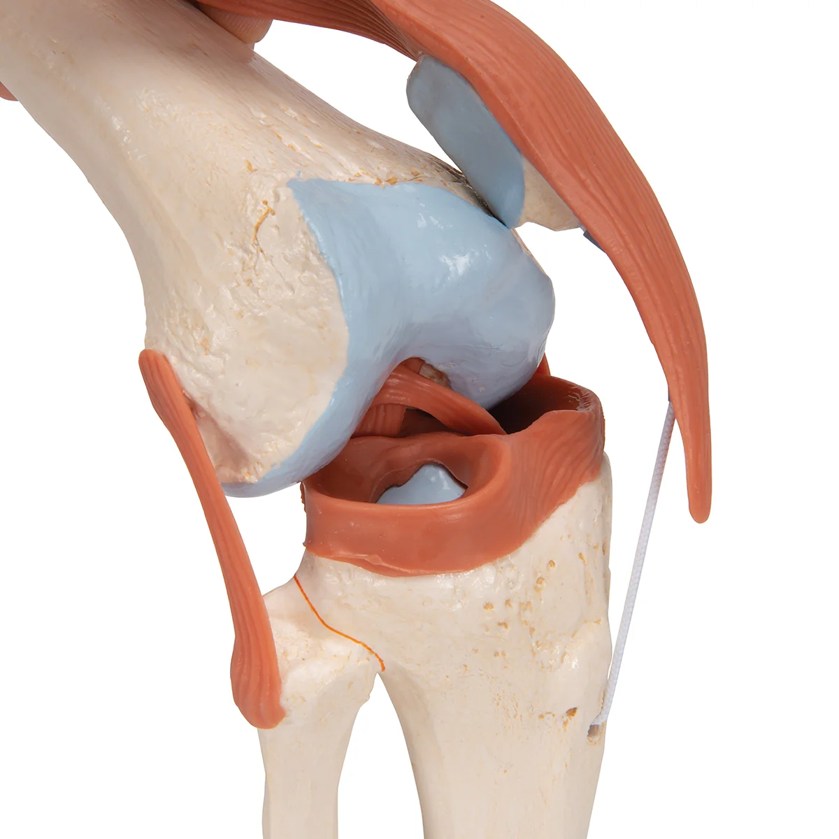 Functional Human Knee Joint Model with Ligaments & Marked Cartilage - Image 4