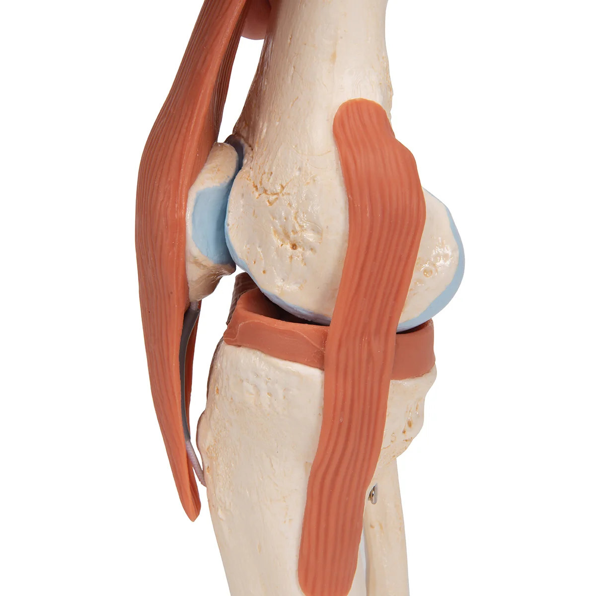 Functional Human Knee Joint Model with Ligaments & Marked Cartilage - Image 6