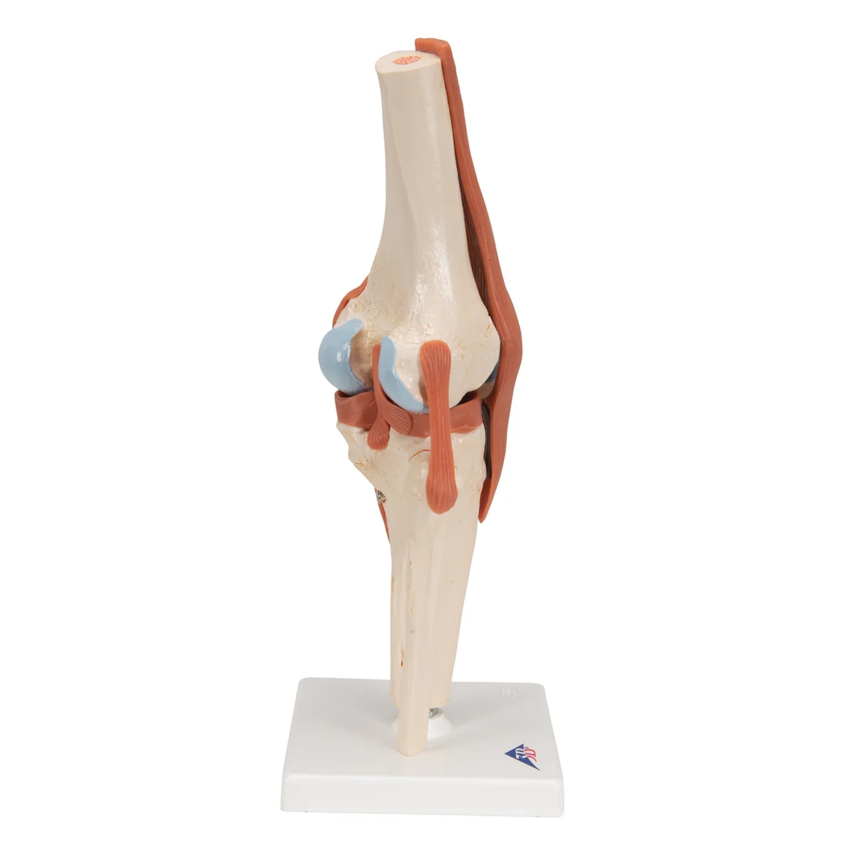 Functional Human Knee Joint Model with Ligaments & Marked Cartilage - Image 7