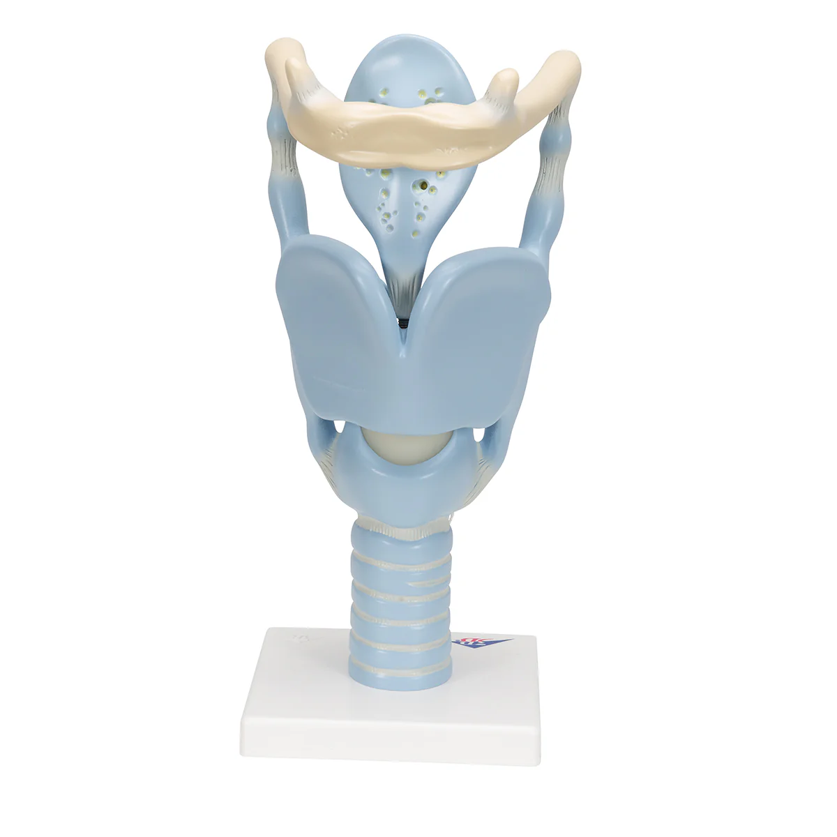 Functional Human Larynx Model - 3 Times Full-Size - Image 4