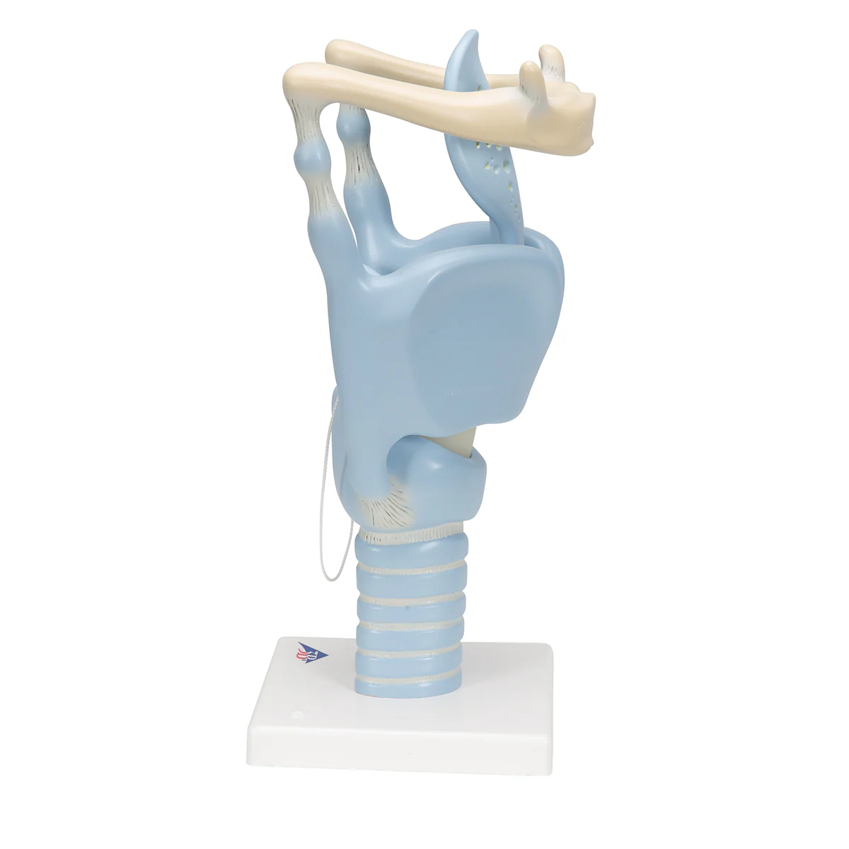 Functional Human Larynx Model - 3 Times Full-Size - Image 5