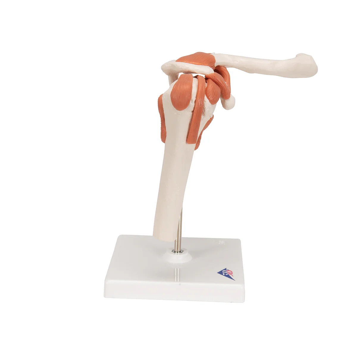 Functional Human Shoulder Joint - Image 2