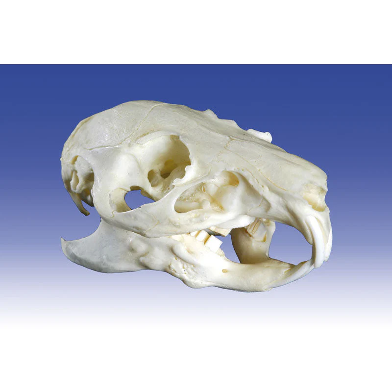 Guinea Pig Skull - Image 2
