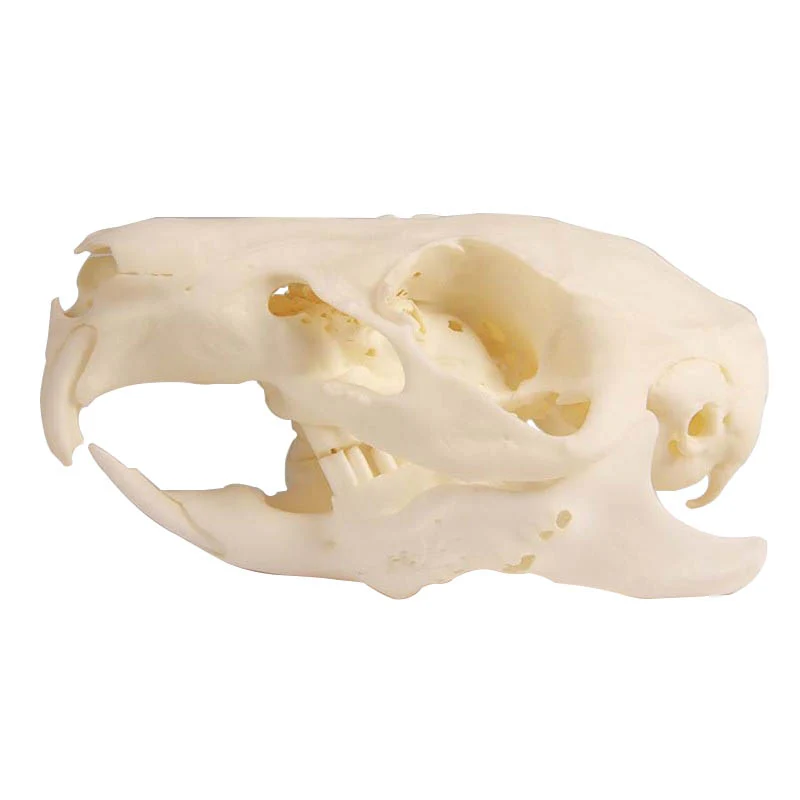 Guinea Pig Skull With Changeable Pathological Jaw