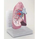 Half Lung Model - Image 2