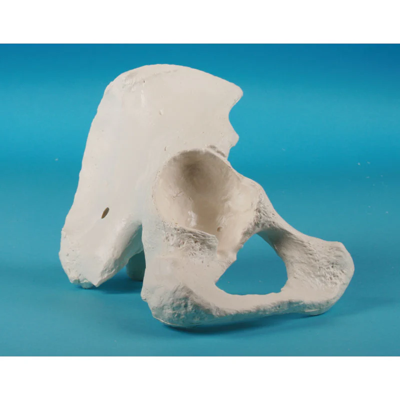 Half Pelvis