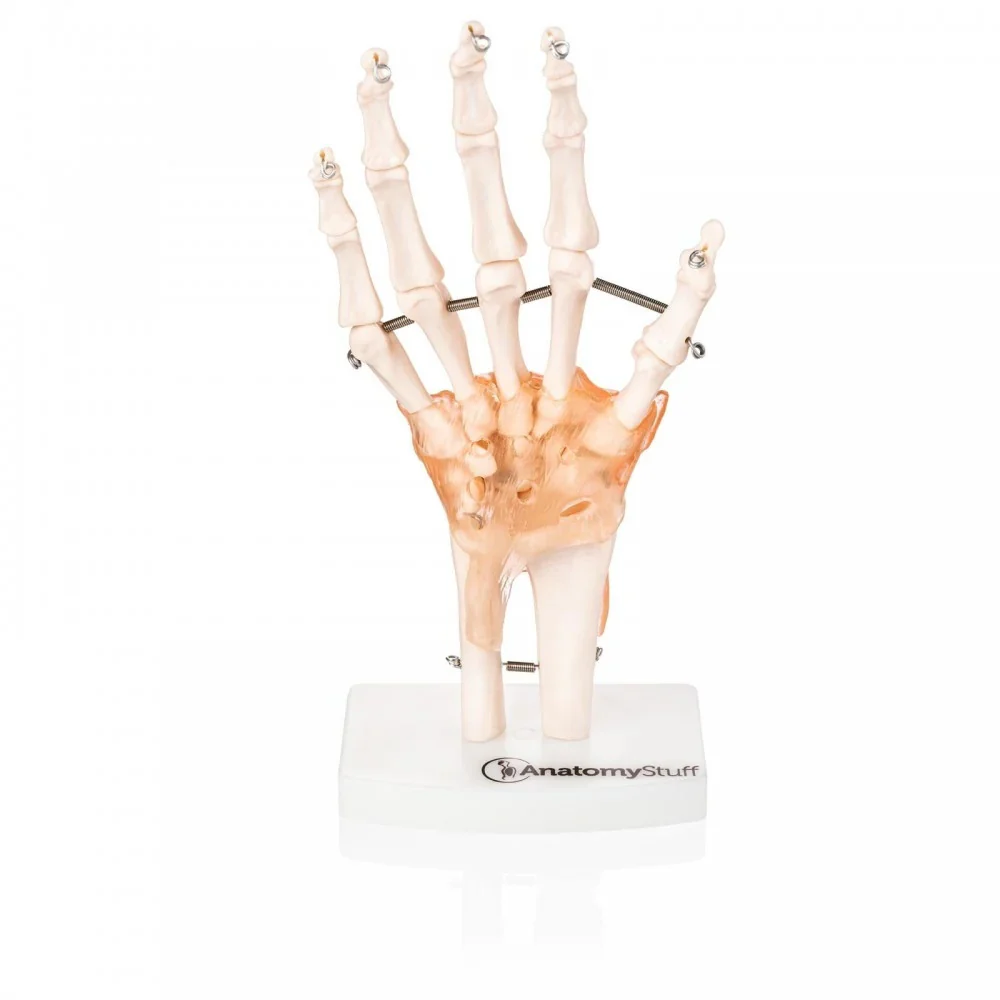 Hand & Wrist Anatomy & Pathology Collection - Image 3